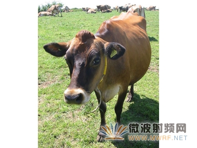 仿真助力评估超高频RFID标签设计